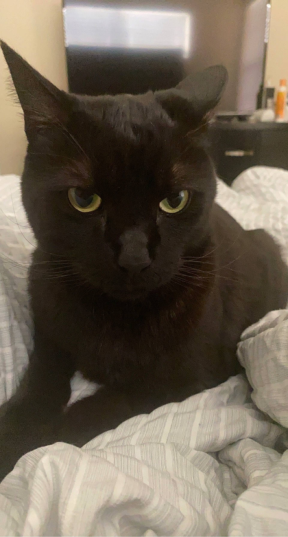 Dutch is registered to the contest to win money with this photo: black_cat, carnivore, cat, comfort, domestic_short_haired_cat, felidae, fur, grey, small_to_medium_sized_cats, snout, whiskers