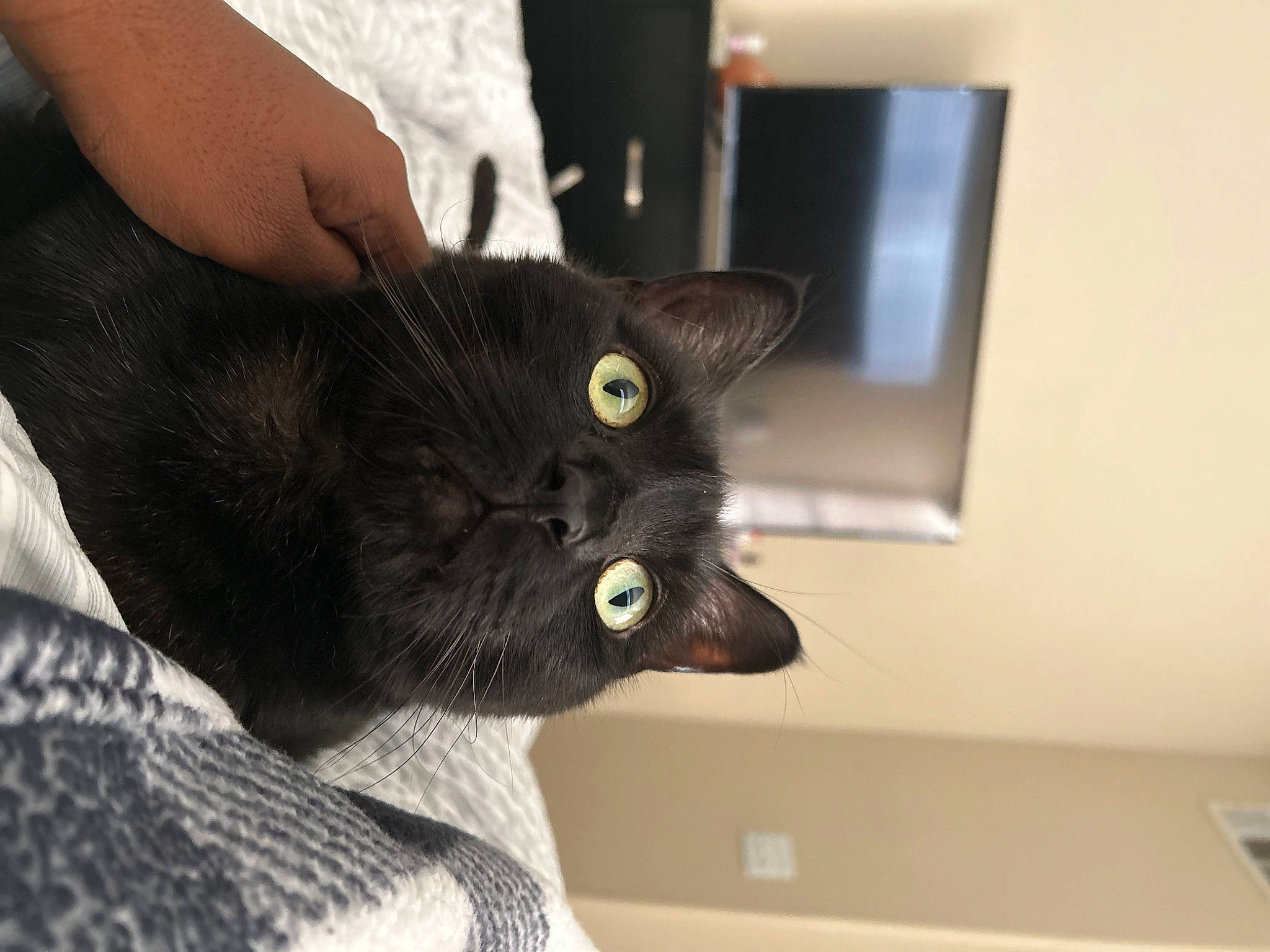 Dutch joined the competition — help win amazing prizes! black_cat, bombay, carnivore, cat, claw, comfort, domestic_short_haired_cat, ear, felidae, fur, gesture, hand, iris, nail, small_to_medium_sized_cats, snout, whiskers, window