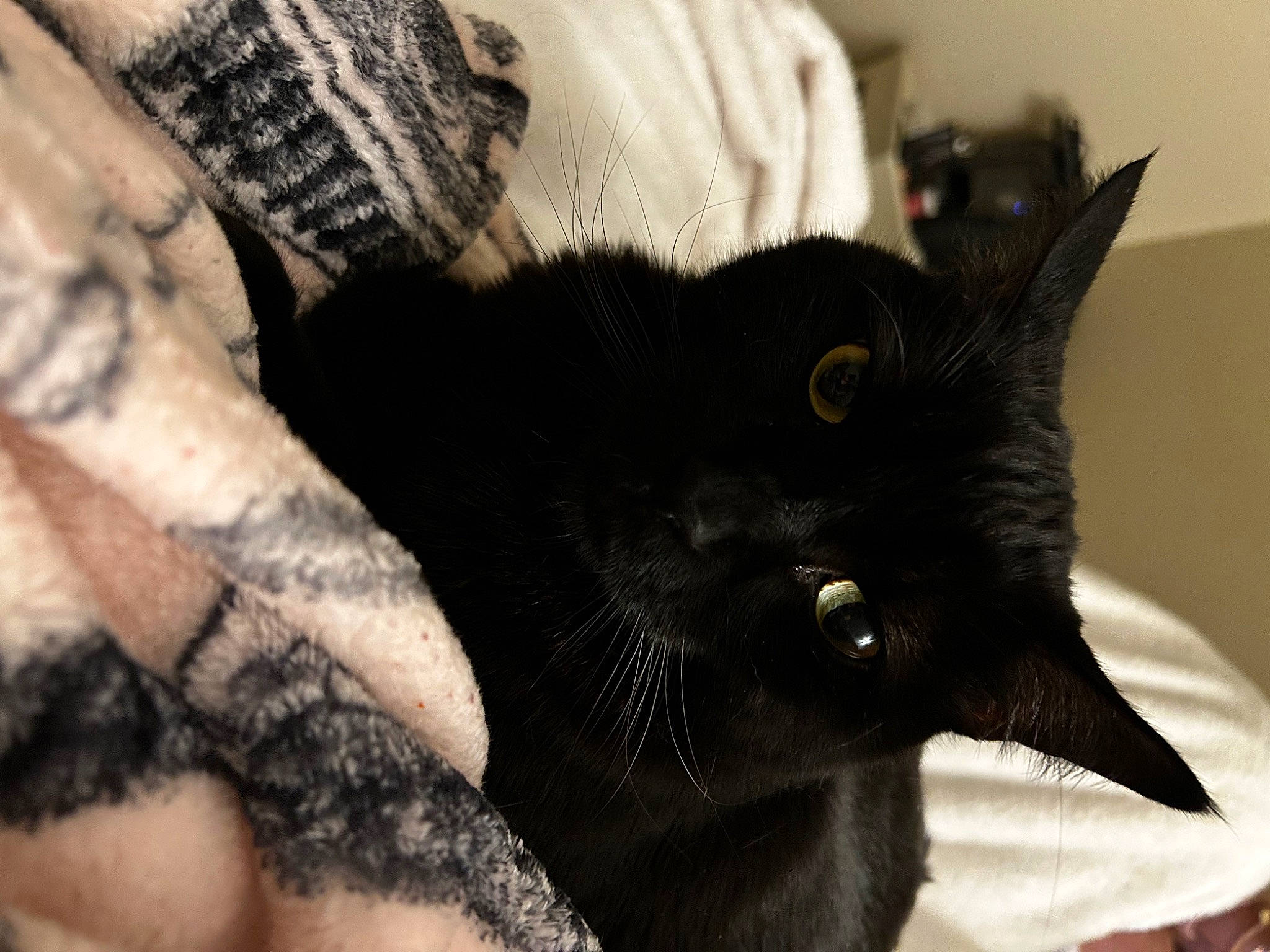 Dutch joined the competition — help win amazing prizes! black_cat, bombay, carnivore, cat, claw, comfort, domestic_short_haired_cat, felidae, fur, pattern, small_to_medium_sized_cats, snout, terrestrial_animal, whiskers