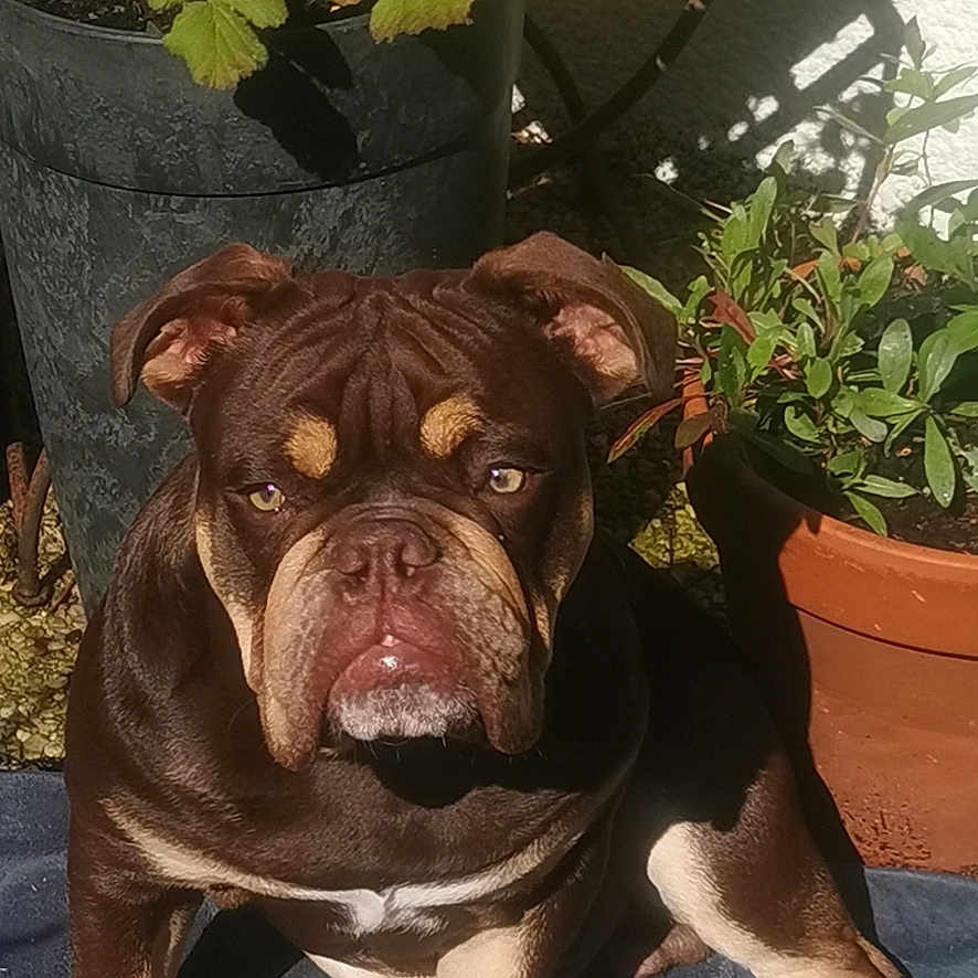 Choco