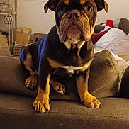 Sylvie Montat a rejoint le concours — aidez-le/la à gagner de superbes lots ! animal, architecture, box, boxer, building, bulldog, canine, chair, couch, dog, frenchbulldog, furniture, hound, indoors, livingroom, pet, pitbull, pug, puppy, room