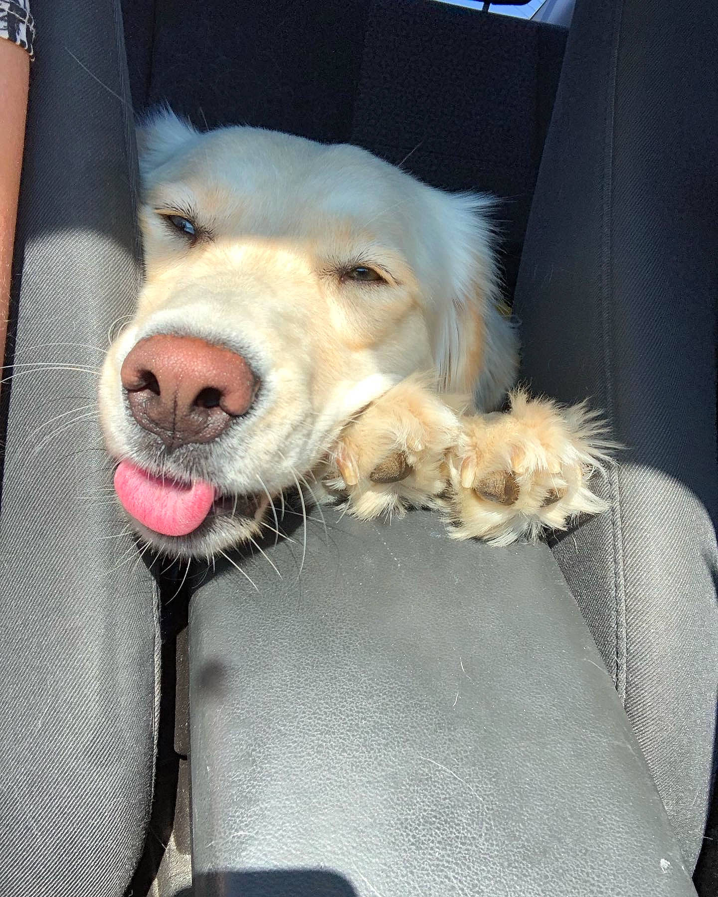 Dixe joined the competition — help win amazing prizes! animal_shelter, canidae, carnivore, collar, companion_dog, dog, dog_breed, dog_collar, dog_supply, fawn, fur, leash, paw, pet_supply, puppy, snout, sporting_group, whiskers, working_animal