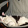 Kit Kat joined the competition — help win amazing prizes! cat, sleeping, black_and_white, fluffy, chair, fabric, sunlight, pet, animal, relaxed, cozy, indoor, whiskers, ear, paw, tail, resting, closeup, cute, feline