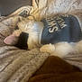 Kit Kat is registered to the contest to win money with this photo: cat, sleeping, blanket, sweater, cozy, fur, pet, indoor, resting, soft, warm, comfort, animal, cute, relaxed, texture, feline, white, black, nap