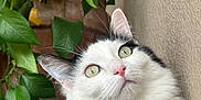 Kit Kat is registered to the contest to win money with this photo: cat, white_cat, black_markings, green_eyes, whiskers, ears, fur, pet, animal, curious, close_up, indoor, plant, leaves, wall, texture, portrait, looking_up, cute, feline