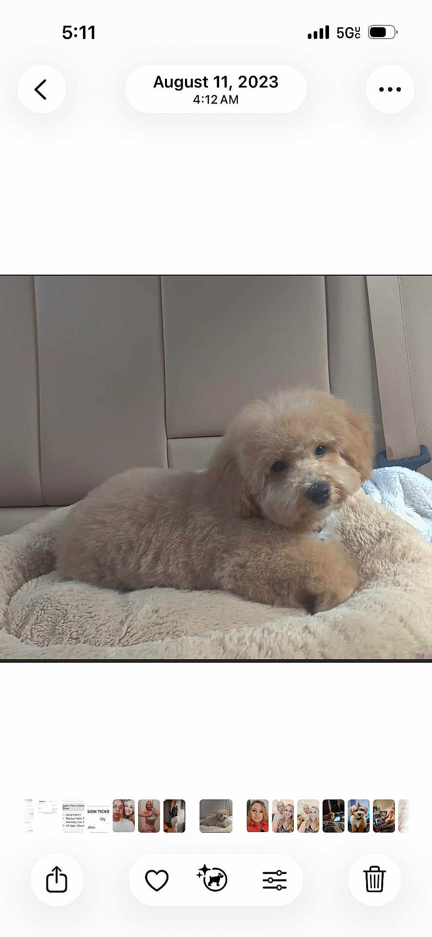 Tyson joined the competition — help win amazing prizes! puppy, dog, fluffy, brown, bed, car_interior, backseat, cozy, pet, cute, young_dog, animal, relaxed, fur, companion, domestic_animal, resting, indoor, seatbelt, blanket