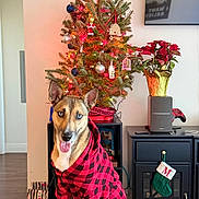 Hazel joined the competition — help win amazing prizes! dog, hoodie, christmas_tree, holiday, decorations, ornaments, poinsettia, stocking, cabinet, ottoman, floor, indoor, pet, red, black, plaid, wood_floor, living_room, festive, smiling_dog