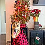 dog, hoodie, christmas_tree, holiday, decorations, ornaments, poinsettia, stocking, cabinet, ottoman, floor, indoor, pet, red, black, plaid, wood_floor, living_room, festive, smiling_dog