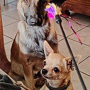 Athena a rejoint le concours — aidez-le/la à gagner de superbes lots ! dog, german_shepherd, chihuahua, pet, indoor, tile_floor, furniture, toy, feather, animal, brown_dog, small_dog, large_dog, collar, ears, alert, attention, couch, wooden_table, living_room