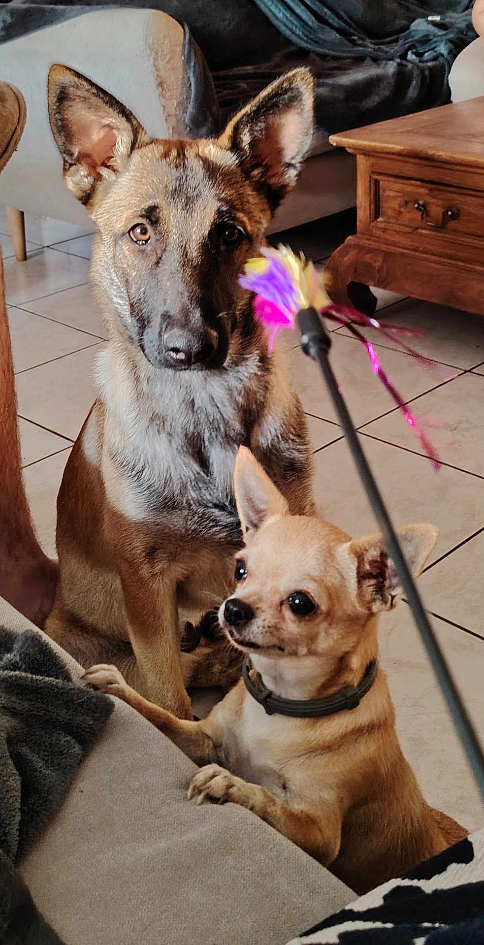 Athena a rejoint le concours — aidez-le/la à gagner de superbes lots ! dog, german_shepherd, chihuahua, pet, indoor, tile_floor, furniture, toy, feather, animal, brown_dog, small_dog, large_dog, collar, ears, alert, attention, couch, wooden_table, living_room