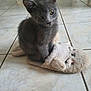 kitten, gray_cat, slipper, indoor, floor, tile, pet, animal, cute, furry, young_cat, domestic_cat, playful, soft, cozy, background_cat, sitting, curious, feline, household
