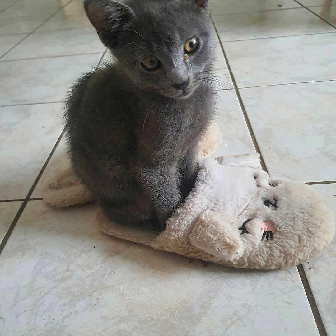 Achille participe au concours pour gagner de l'argent avec cette photo : animal, background_cat, cozy, curious, cute, domestic_cat, feline, floor, furry, gray_cat, household, indoor, kitten, pet, playful, sitting, slipper, soft, tile, young_cat