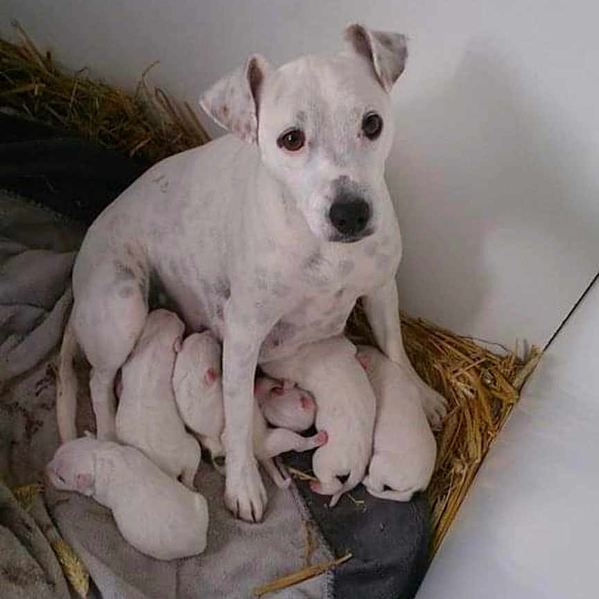 Gala participe au concours pour gagner de l'argent avec cette photo : animal, bostonbull, boxer, bulldog, canine, chihuahua, dalmatian, dog, eskimodog, frenchbulldog, hound, machine, pet, pig, pitbull, puppy, snout, spoke, terrier, whitedog