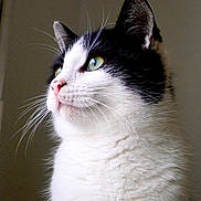 Krocmou a rejoint le concours — aidez-le/la à gagner de superbes lots ! animal, black_and_white, calm, cat, close_up, curious, cute, domestic_cat, feline, fluffy, fur, green_eyes, indoor, looking_away, pet, pink_nose, portrait, side_view, soft_light, whiskers