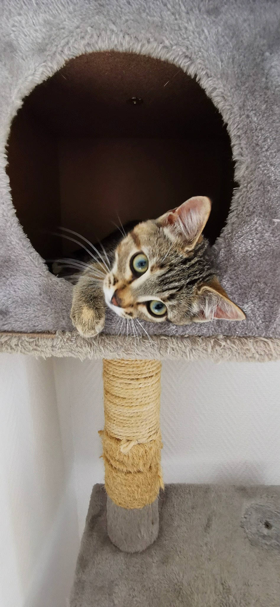 Ella participe au concours pour gagner de l'argent avec cette photo : carnivore, cat, comfort, domestic_short_haired_cat, fawn, felidae, fur, grey, linens, rope, sleeve, small_to_medium_sized_cats, snout, tail, terrestrial_animal, textile, thread, whiskers, wildlife, wood