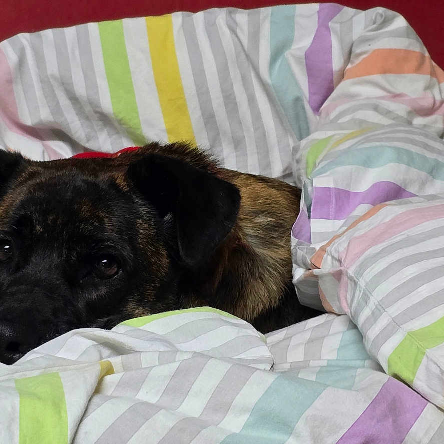 Roxy a rejoint le concours — aidez-le/la à gagner de superbes lots ! animal, bed, black, blanket, brown, comfort, cozy, curious, cute, dog, ears, face, fur, home, indoor, lying_down, pet, resting, soft, striped