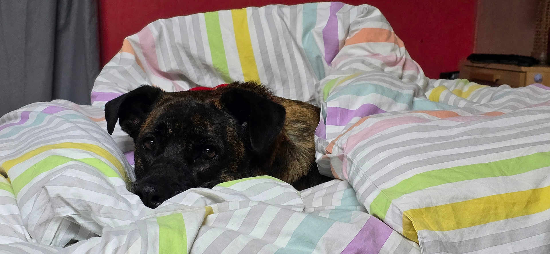 Roxy