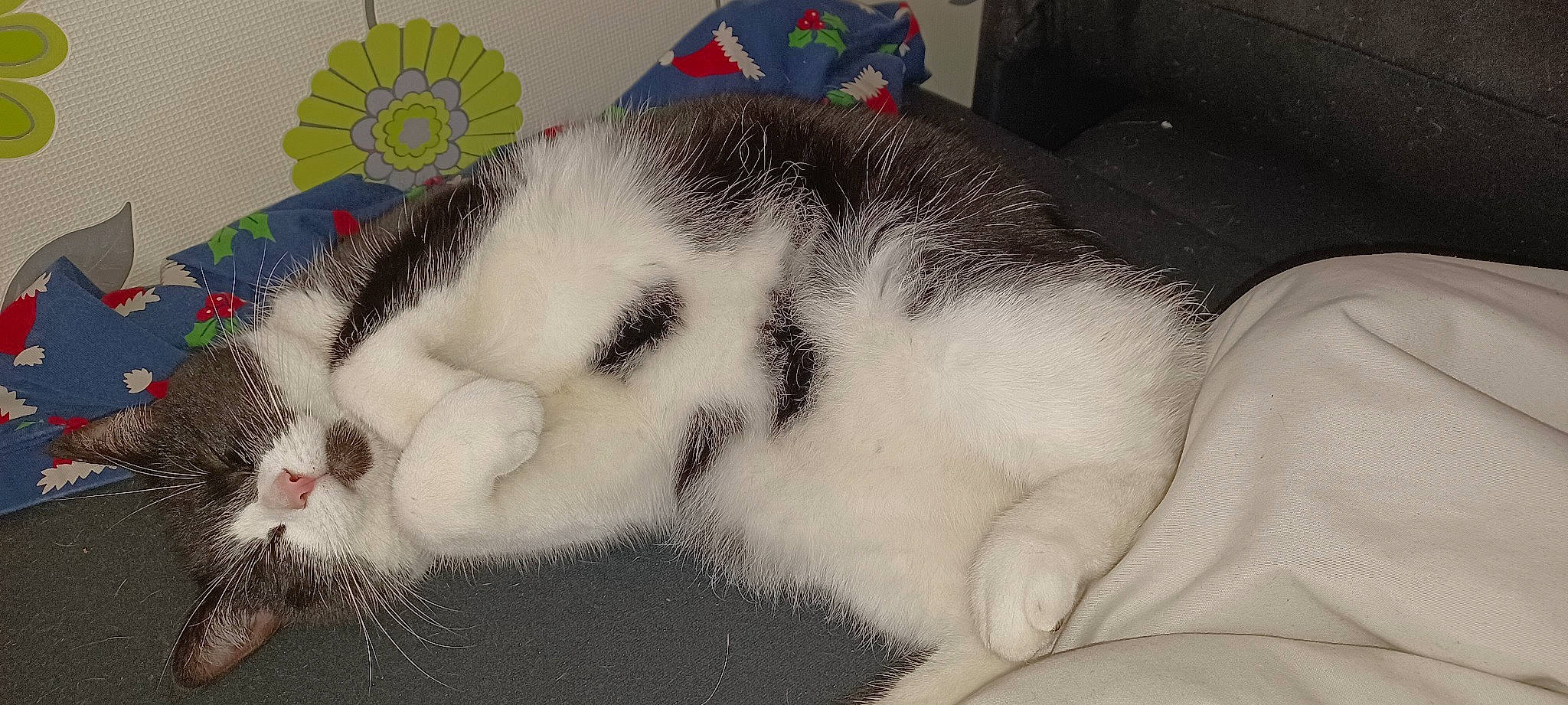 Gem joined the competition — help win amazing prizes! art, carnivore, cat, claw, comfort, domestic_short_haired_cat, felidae, fur, nap, paw, sleep, small_to_medium_sized_cats, snout, tail, terrestrial_animal, umbrella, whiskers