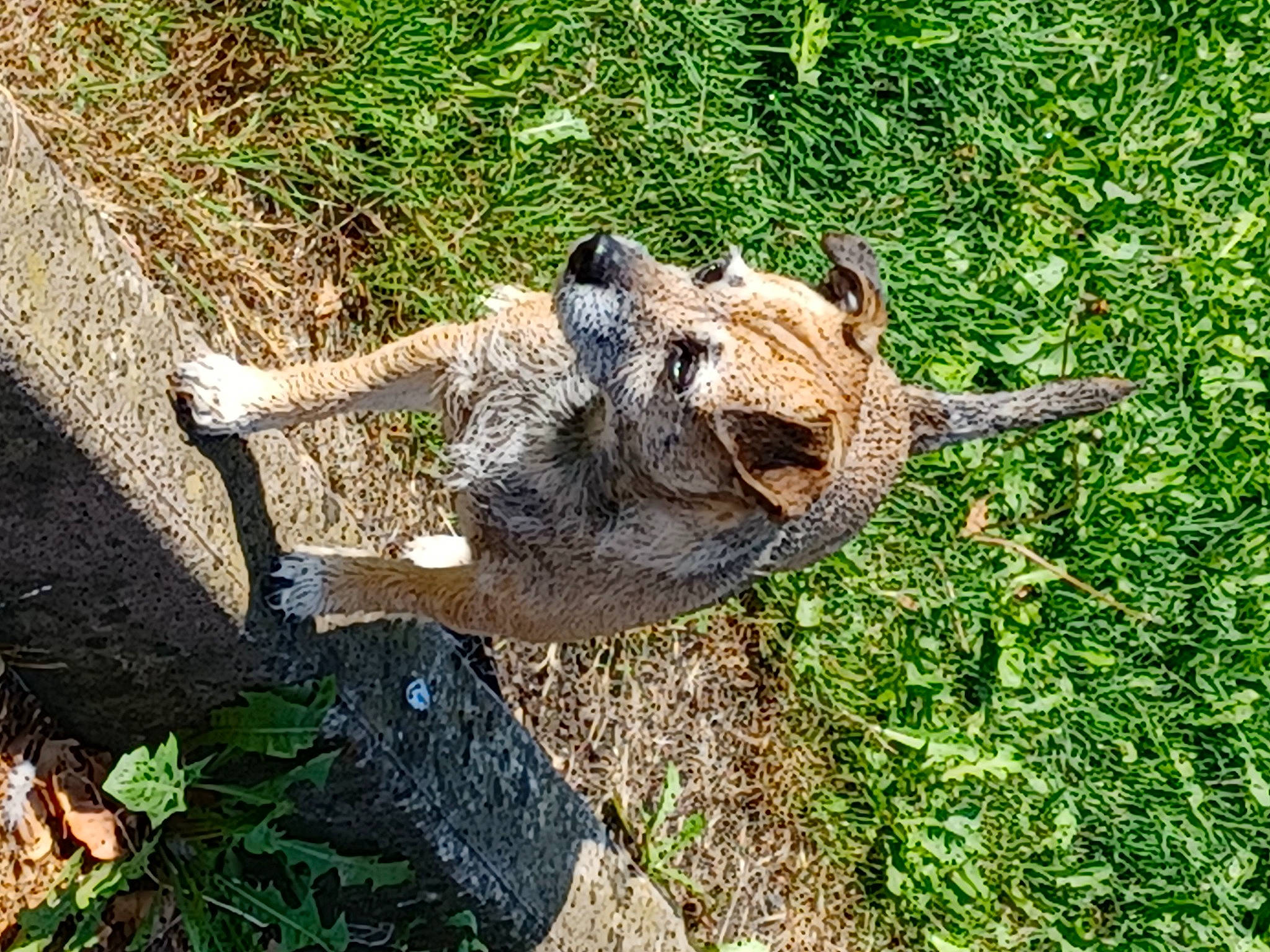 Sky joined the competition — help win amazing prizes! american_alligator, carnivore, crocodile, crocodilia, dog_breed, grass, groundcover, nile_crocodile, plant, reptile, soil, terrestrial_animal, trunk, warthog, wildlife, wood, working_animal