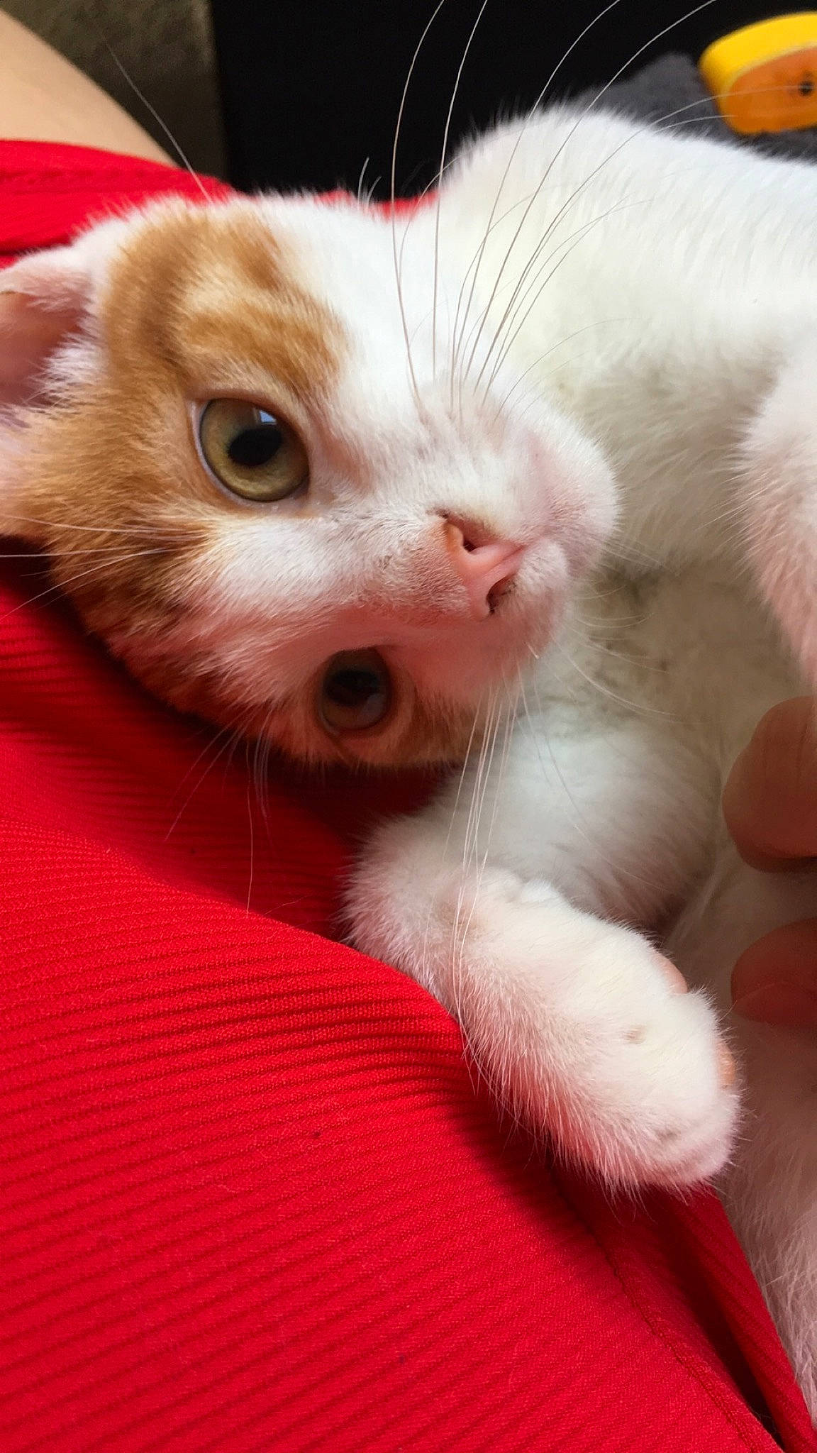 Némésis participe au concours pour gagner de l'argent avec cette photo : carnivore, cat, claw, domestic_short_haired_cat, ear, eyebrow, eyelash, fawn, felidae, fur, iris, paw, small_to_medium_sized_cats, snout, tail, whiskers