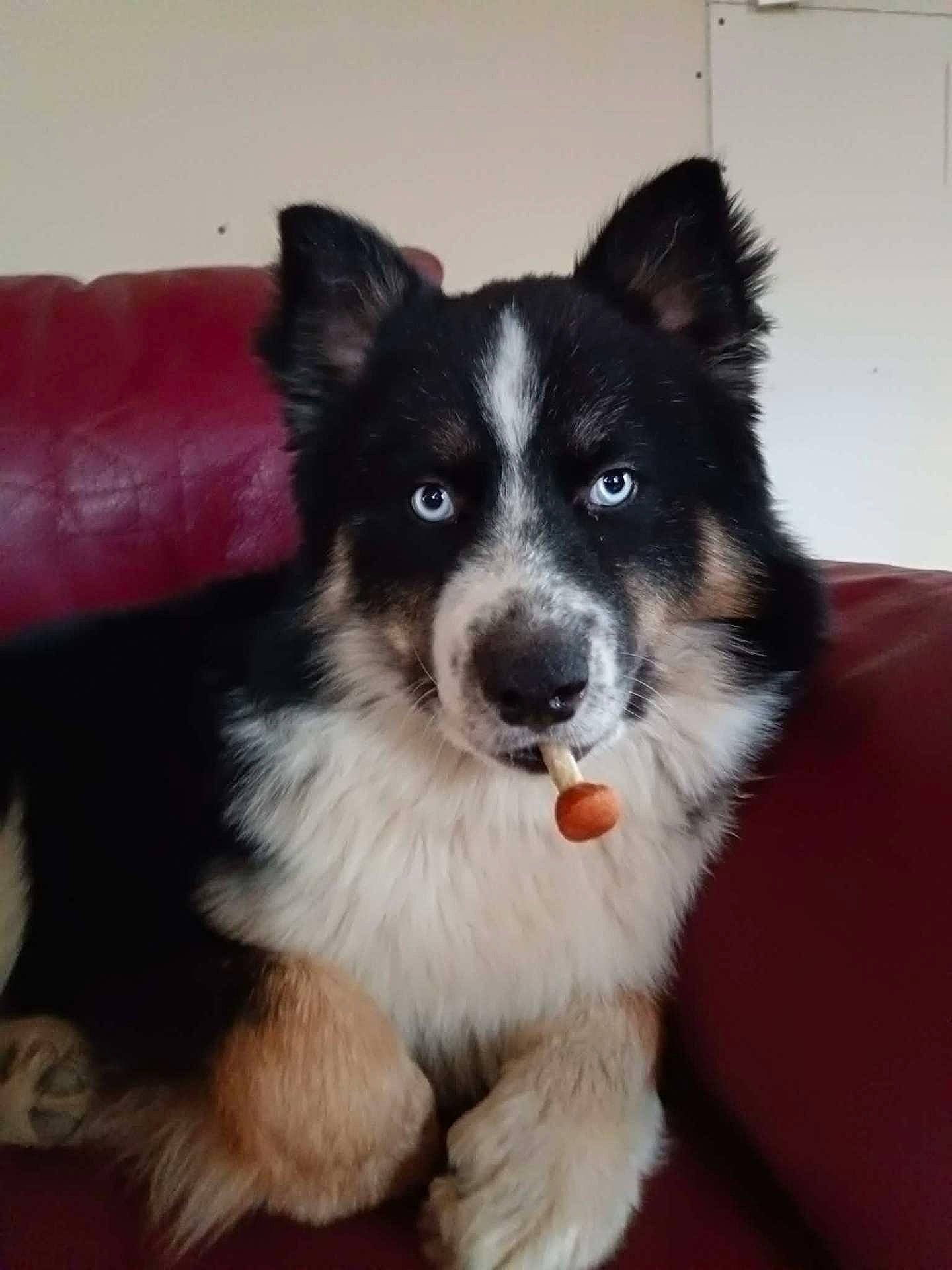 Gamin participe au concours pour gagner de l'argent avec cette photo : animal, blue_eyes, canine, close_up, companion, couch, cute, dog, domestic_animal, fluffy, fur, furniture, indoor, looking_at_camera, mushroom, pet, portrait, red_couch, relaxed, sitting