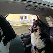 Gamin participe au concours pour gagner de l'argent avec cette photo : animal, canine, car_interior, daylight, dog, domestic_animal, ears, fluffy, fur, furry, happy, pet, road, seat, side_view, sitting, tongue_out, transportation, waiting, window