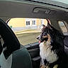 animal, canine, car_interior, daylight, dog, domestic_animal, ears, fluffy, fur, furry, happy, pet, road, seat, side_view, sitting, tongue_out, transportation, waiting, window
