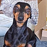 dog, dachshund, black_and_tan, pet, portrait, sitting, wide_eyed, funny, bubble_wrap, packaging, cardboard_box, indoors, home, laundry_room, washing_machine, floor, short_legs, long_body, brown_markings, animal_photography