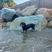 Shelby a rejoint le concours — aidez-le/la à gagner de superbes lots ! dog, dachshund, black_and_tan, small_dog, beach, coast, shoreline, ocean, waves, water, sand, rocks, boulders, seawall, outdoors, nature, sunlight, standing, collar, portrait