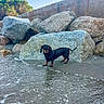 dog, dachshund, black_and_tan, small_dog, beach, coast, shoreline, ocean, waves, water, sand, rocks, boulders, seawall, outdoors, nature, sunlight, standing, collar, portrait