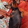 dog, puppy, black_and_tan, small_breed, lying_down, belly_up, belly_rub, relaxed, playful, cozy, blanket, red_blanket, indoor, pet, paws, floppy_ears, short_hair, brown_markings, human_hand, cute