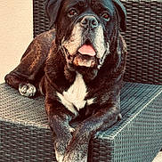 Lixie participe au concours pour gagner de l'argent avec cette photo : dog, bulldog, black_and_white, pet, animal, portrait, sitting, lounging, tongue_out, paws, crossed_paws, short_fur, wrinkled_face, outdoor, patio, wicker_chair, furniture, relaxed, close_up, funny_expression