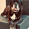dog, bulldog, black_and_white, pet, animal, portrait, sitting, lounging, tongue_out, paws, crossed_paws, short_fur, wrinkled_face, outdoor, patio, wicker_chair, furniture, relaxed, close_up, funny_expression