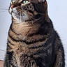 cat, tabby, pet, animal, feline, sitting, portrait, green_eyes, whiskers, striped_fur, brown_fur, fluffy, alert, looking_up, indoors, pale_background, close_up, long_whiskers, domestic_cat, photography