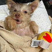 Bitsy joined the competition — help win amazing prizes! dog, puppy, towel, toy, plush_toy, beige, indoor, cute, pet, small_dog, fur, ears, mouth_open, expression, snuggled, barcode, fabric, resting, animal, playful