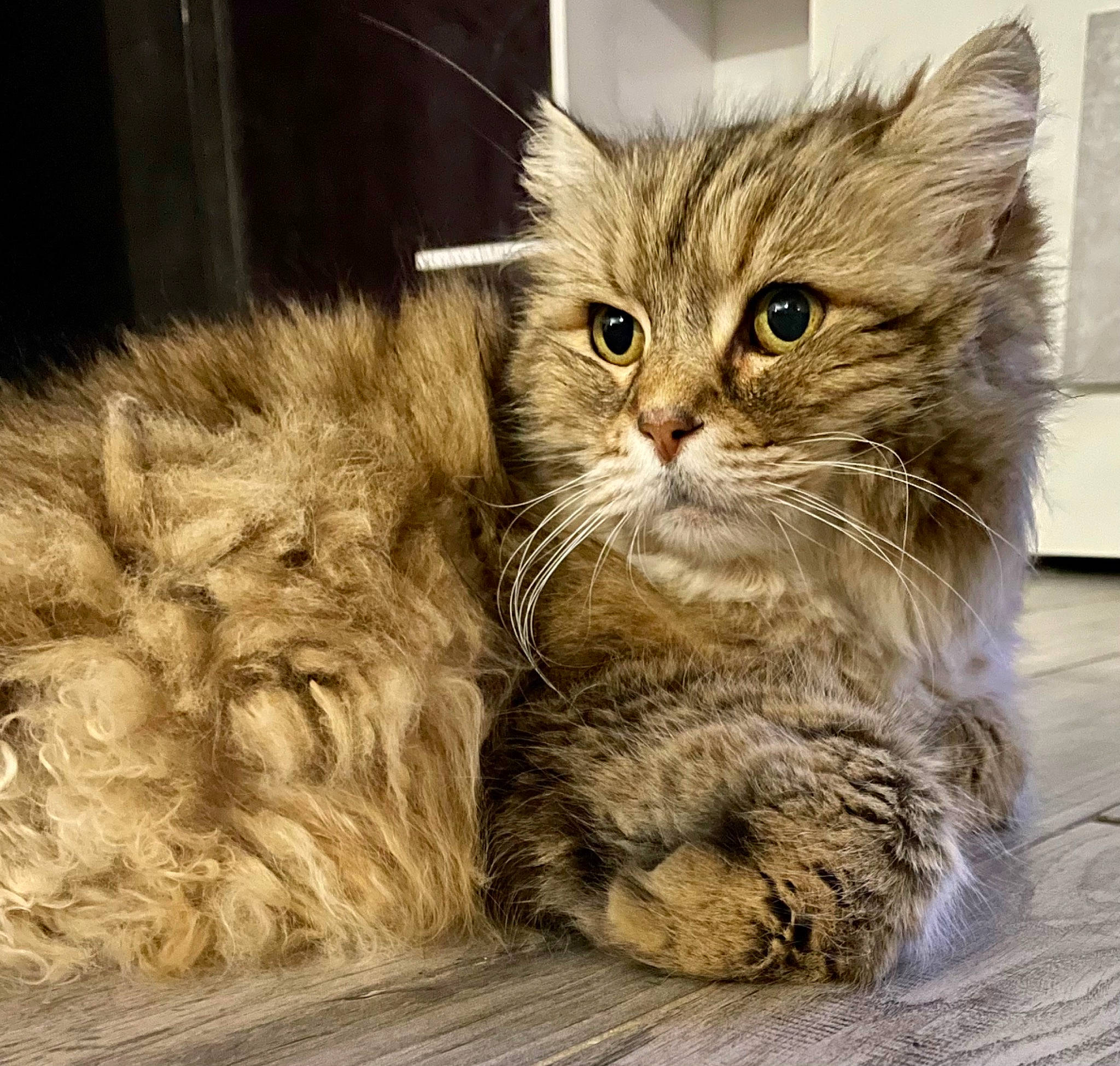 Grisou participe au concours pour gagner de l'argent avec cette photo : art, british_longhair, carnivore, cat, claw, comfort, domestic_short_haired_cat, fawn, felidae, fur, maine_coon, mammal, paw, small_to_medium_sized_cats, snout, tail, terrestrial_animal, whiskers, wood