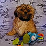 Valou a rejoint le concours — aidez-le/la à gagner de superbes lots ! adorable, animal, blanket, colorful, companion, cute, dog, fluffy, fur, indoor, pattern, pet, playful, puppy, sitting, small_dog, soft_toy, stuffed_toy, teddy_bear_pattern, toy