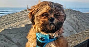 Valou participe au concours pour gagner de l'argent avec cette photo : animal, beach, closeup, cute, daytime, dog, fur, harness, nature, outdoor, pet, portrait, puppy, sand, sea, sky, small_dog, sunlight, waves, windy