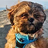 animal, beach, closeup, cute, daytime, dog, fur, harness, nature, outdoor, pet, portrait, puppy, sand, sea, sky, small_dog, sunlight, waves, windy