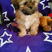 Valou participe au concours pour gagner de l'argent avec cette photo : animal, blanket, brown, companion, cozy, cute, dog, friendly, furry, indoors, pet, plush_toy, puppy, purple, sitting, small_dog, soft, toy, white_stars, young
