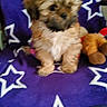 animal, blanket, brown, companion, cozy, cute, dog, friendly, furry, indoors, pet, plush_toy, puppy, purple, sitting, small_dog, soft, toy, white_stars, young