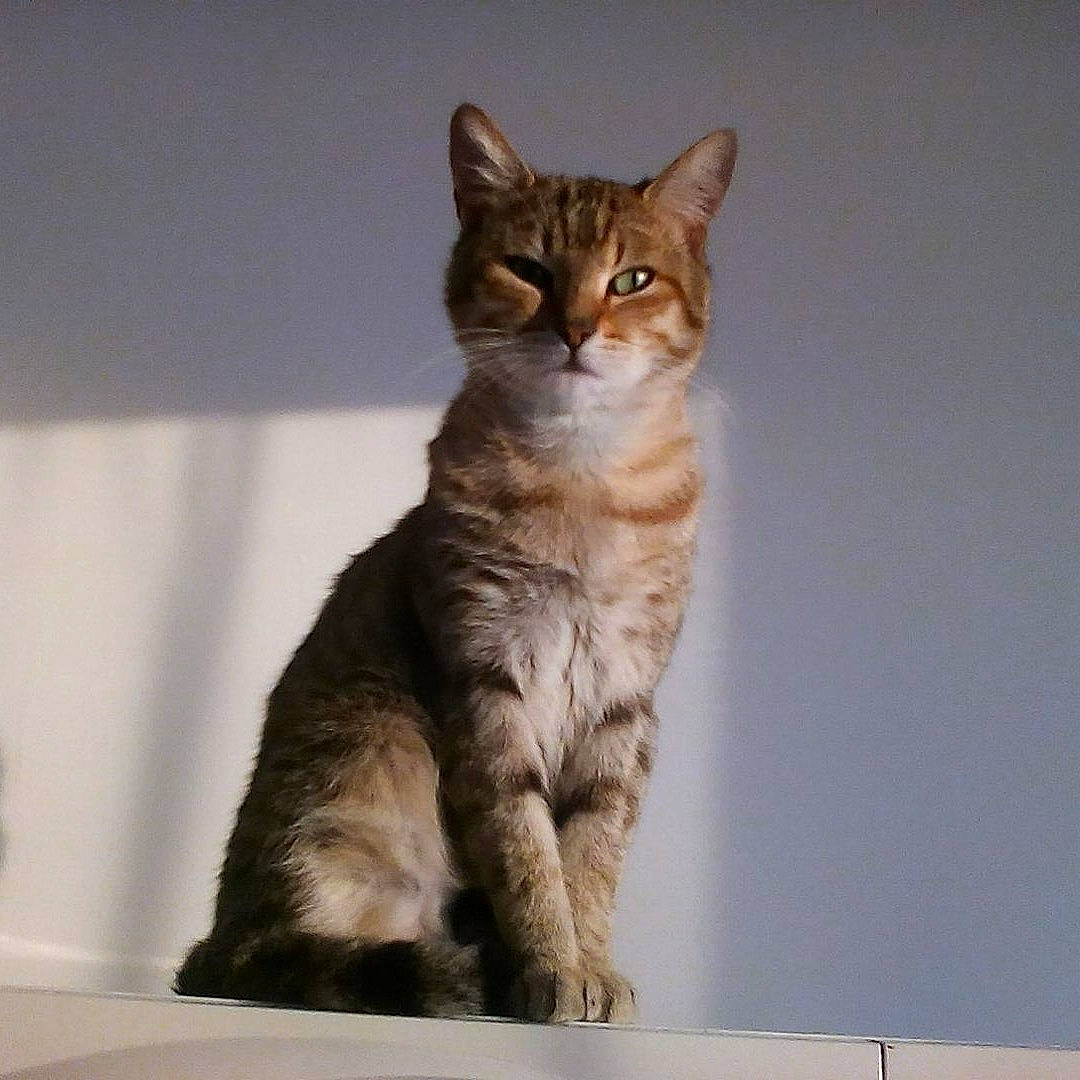 Gismo a rejoint le concours — aidez-le/la à gagner de superbes lots ! carnivore, cat, claw, domestic_short_haired_cat, fawn, felidae, fur, liver, mammal, paw, small_to_medium_sized_cats, snout, tabby_cat, tail, terrestrial_animal, toe, vertebrate, whiskers