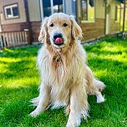 Hudson is registered to the contest to win money with this photo: animal, canine, collar, cute, daylight, dog, domestic, friendly, fur, golden_retriever, grass, greenery, house, nature, outdoor, pet, playful, sitting, tongue_out, window