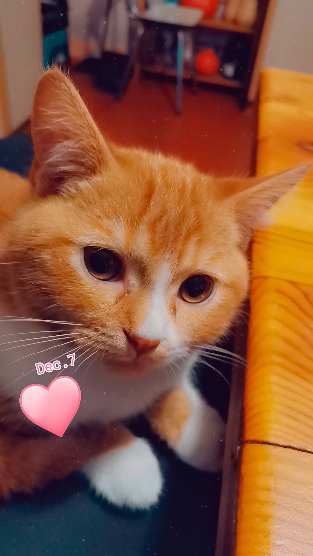 Spirou participe au concours pour gagner de l'argent avec cette photo : box, carnivore, cat, domestic_short_haired_cat, fawn, felidae, fur, paw, pet_supply, small_to_medium_sized_cats, snout, tail, whiskers, window, wood