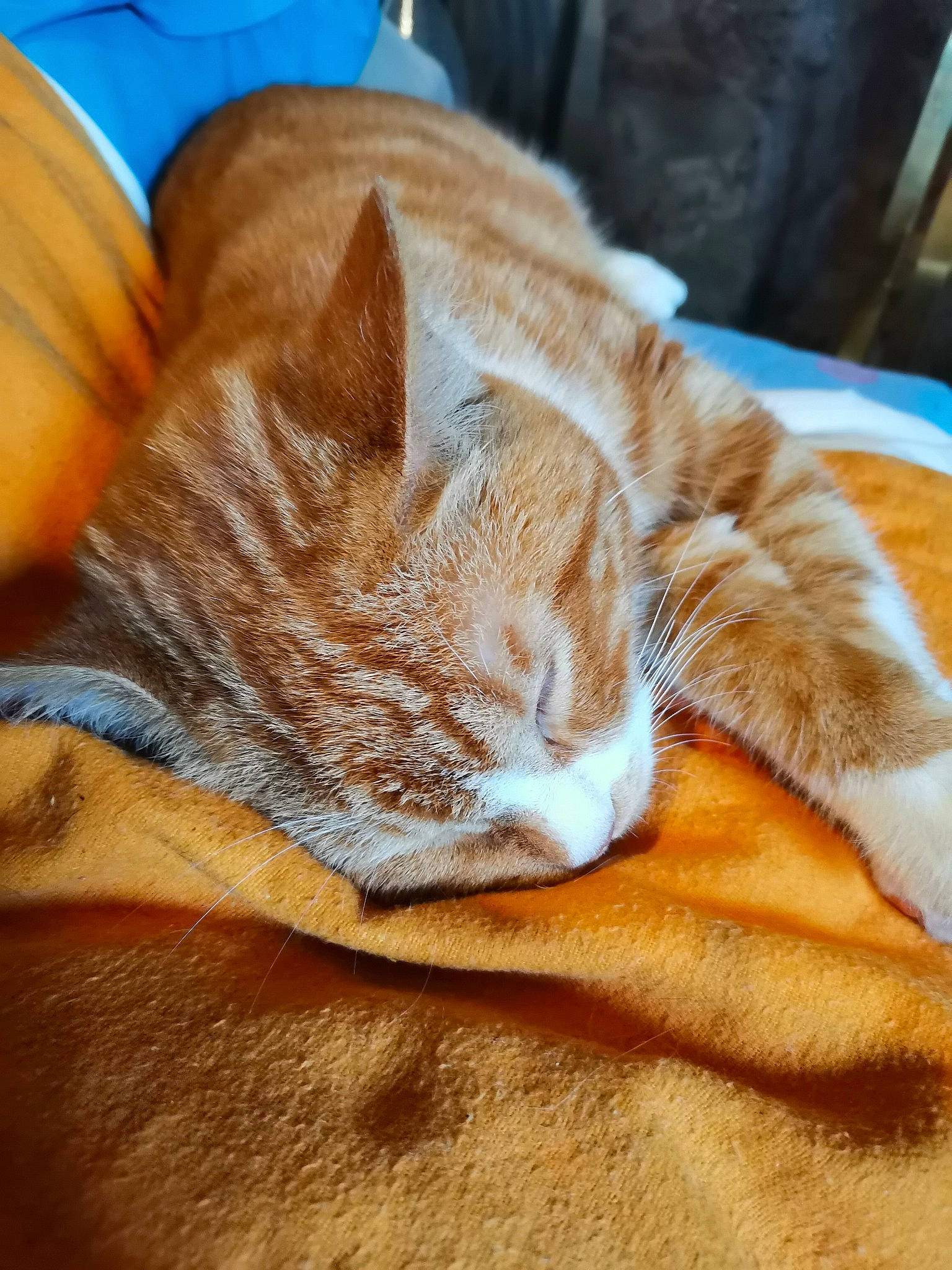Spirou participe au concours pour gagner de l'argent avec cette photo : brown, carnivore, cat, claw, comfort, domestic_short_haired_cat, ear, fawn, felidae, foot, fur, human_leg, nap, orange, paw, small_to_medium_sized_cats, snout, tail, whiskers, wood