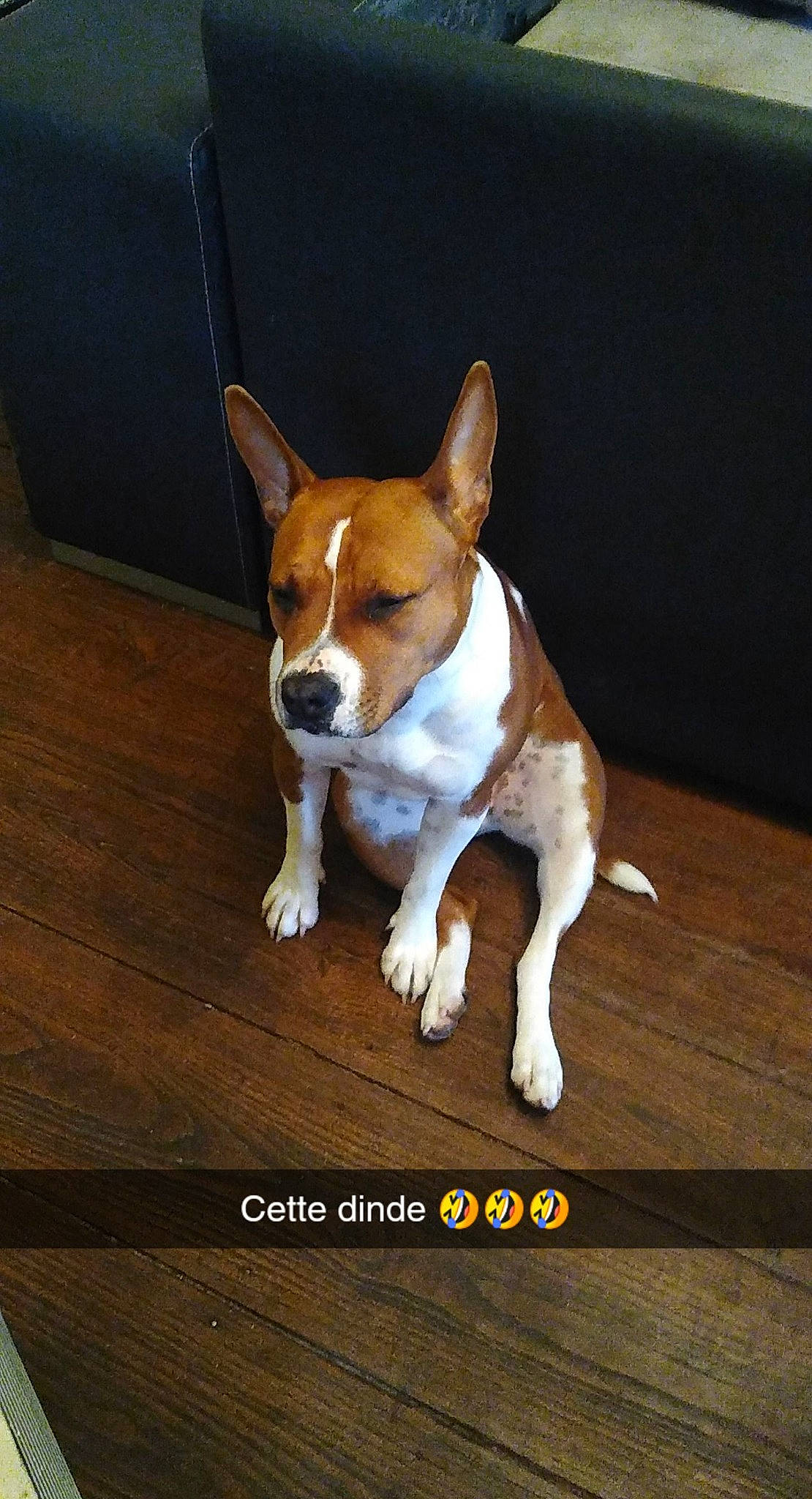 Nounoutte participe au concours pour gagner de l'argent avec cette photo : ancient_dog_breeds, basenji, canidae, carnivore, companion_dog, dog, dog_breed, fawn, flooring, hardwood, hound, plank, snout, sporting_group, tail, terrestrial_animal, varnish, wood, wood_stain, working_animal