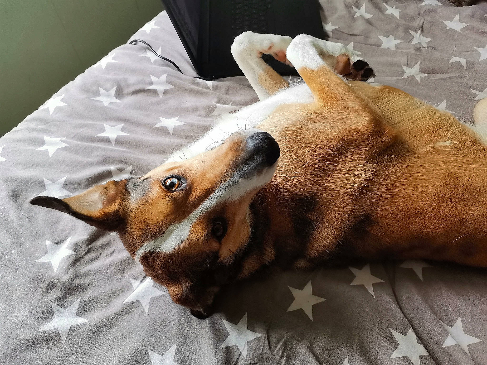 Loulou participe au concours pour gagner de l'argent avec cette photo : canidae, carnivore, claw, comfort, companion_dog, dog, dog_breed, ear, eyelash, fawn, fur, linens, paw, small_to_medium_sized_cats, snout, sporting_group, terrestrial_animal, whiskers, wildlife, wood