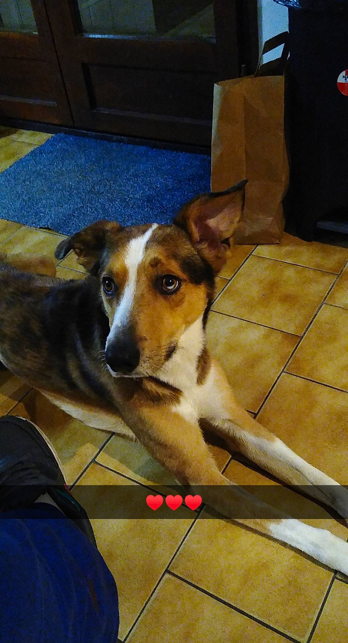 Loulou a rejoint le concours — aidez-le/la à gagner de superbes lots ! box, canidae, carnivore, chair, companion_dog, dog, dog_breed, dog_supply, fawn, flooring, fur, paw, shipping_box, snout, sporting_group, terrestrial_animal, whiskers, wood, working_animal, working_dog