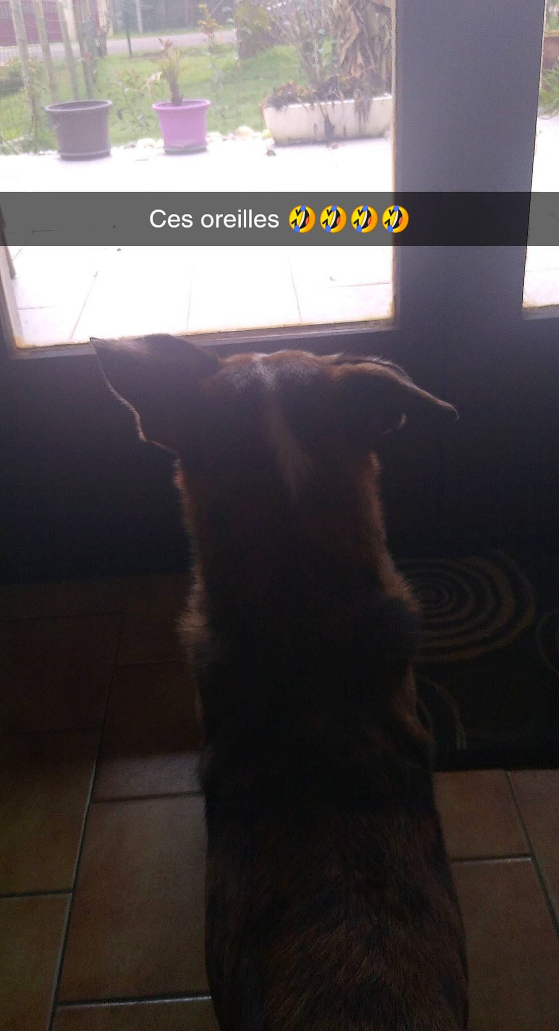 Loulou a rejoint le concours — aidez-le/la à gagner de superbes lots ! brown, canidae, carnivore, companion_dog, dog, dog_breed, fawn, felidae, floor, flooring, font, fur, hardwood, small_to_medium_sized_cats, snout, sporting_group, tail, tints_and_shades, whiskers, wood