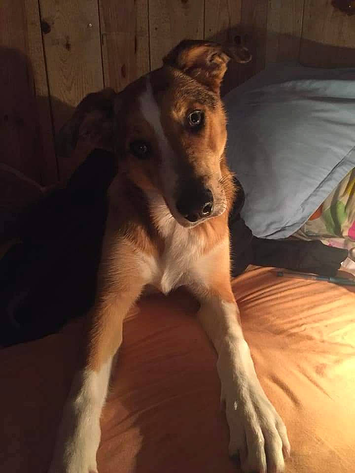 Loulou participe au concours pour gagner de l'argent avec cette photo : canidae, carnivore, comfort, companion_dog, dog, dog_breed, fawn, flooring, fur, hardwood, jaw, non_sporting_group, paw, snout, sporting_group, street_dog, terrestrial_animal, whiskers, wood, working_animal